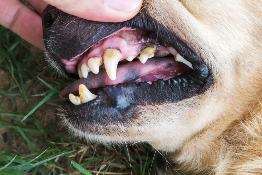  Injured teeth of a dog