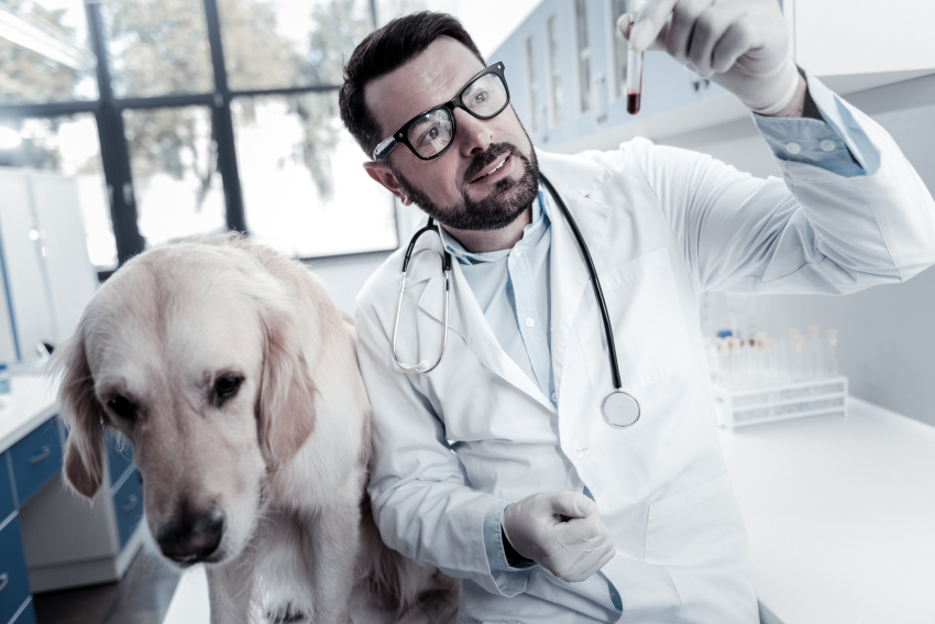 A veterinarian holds a tube of blood from the dog