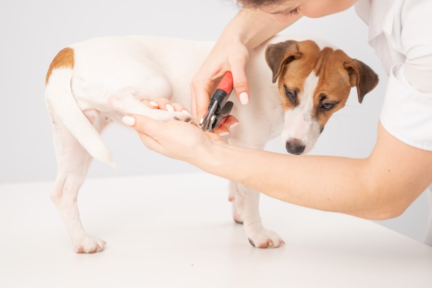 A vet cuts a dog's nails