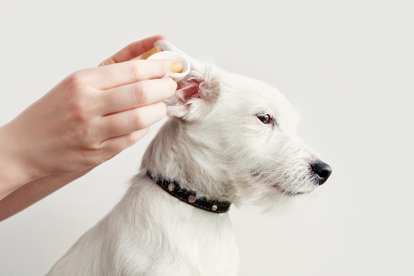 A veterinarian cleans a dog's ears