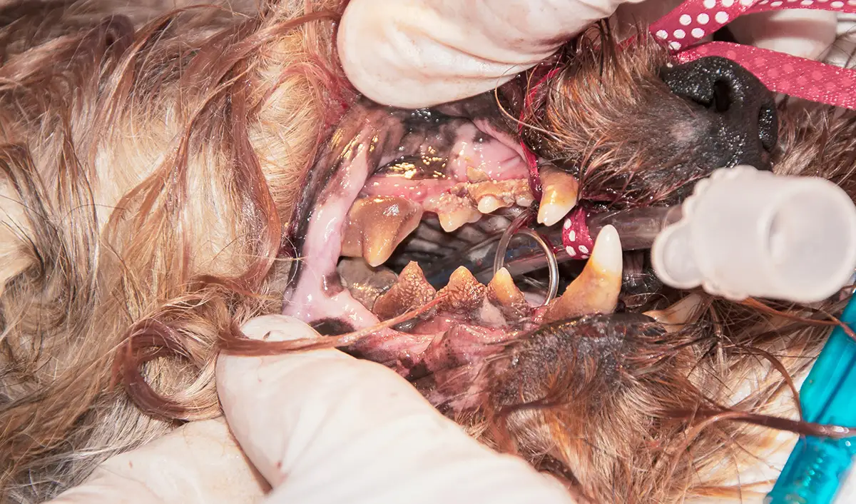 Bad condition of a dog's teeth