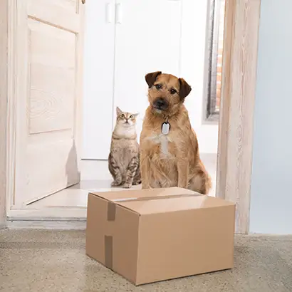 Box and dog