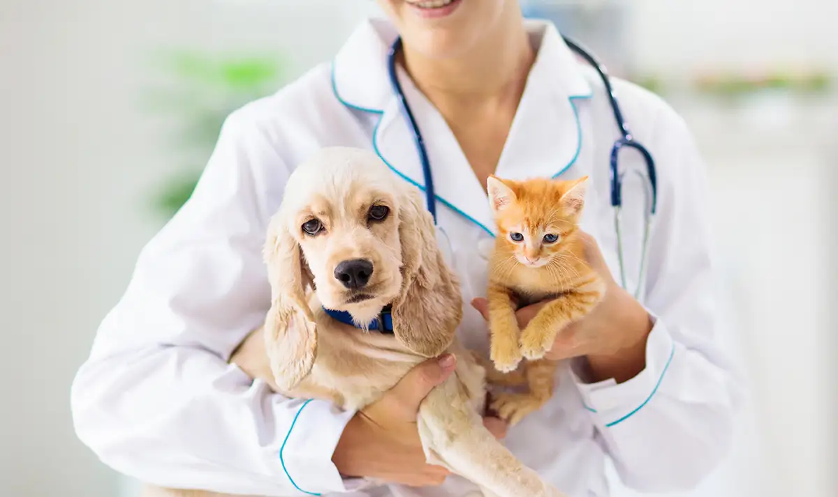 Vet holding dog and cat