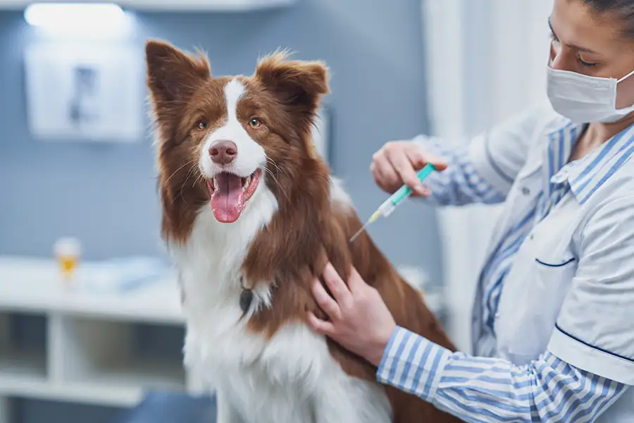 a dog being vaccinated